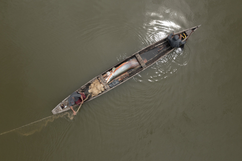 Coimbra investiga sustentabilidade da pesca do pirarucu 
