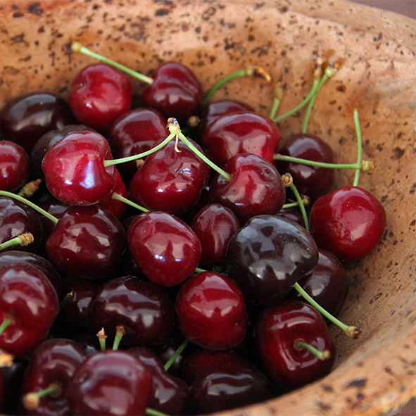 Politécnico da Guarda lidera projeto para proteger e valorizar cereja ibérica