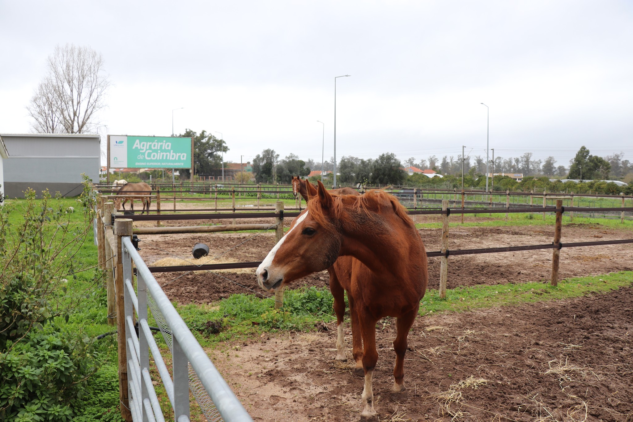 Escola Agrária de Coimbra acolhe cavalos do centro hípico