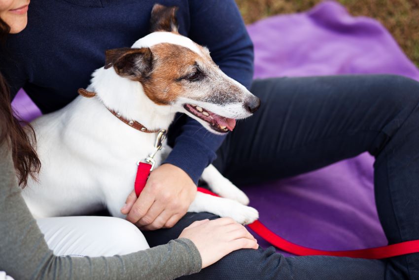 Cães terapeutas ajudam crianças