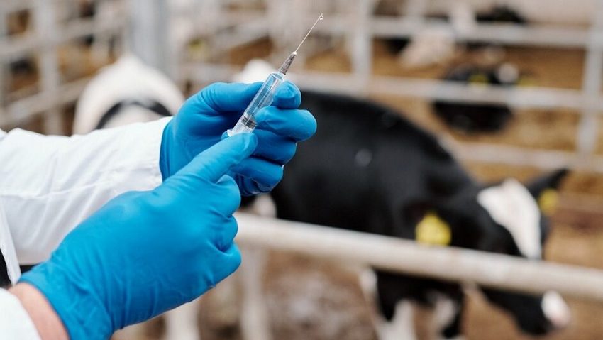 Guarda investiga antibióticos em animais