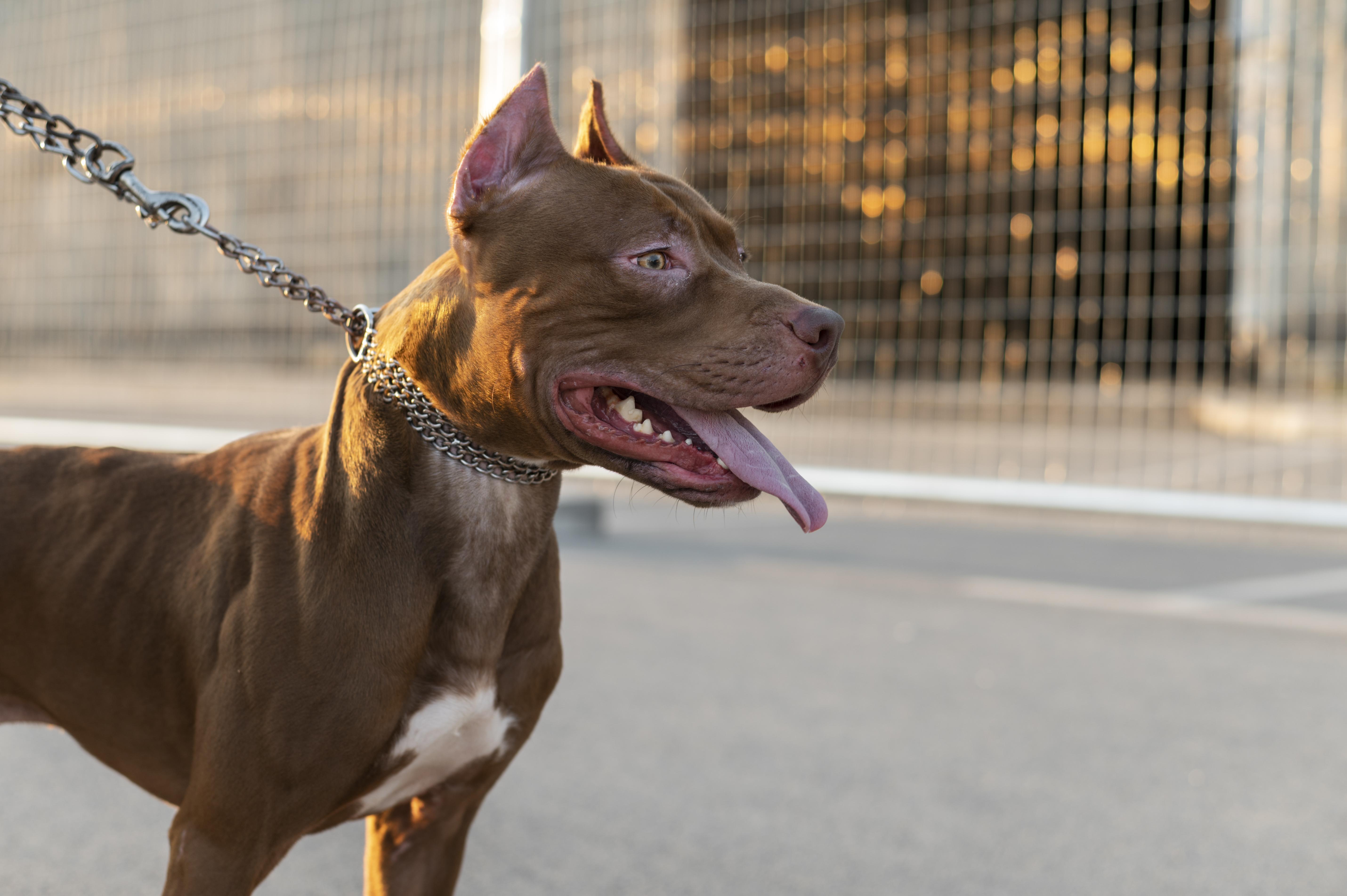Menina atacada por cão de raça pitbull em escola de Santa Maria da Feira