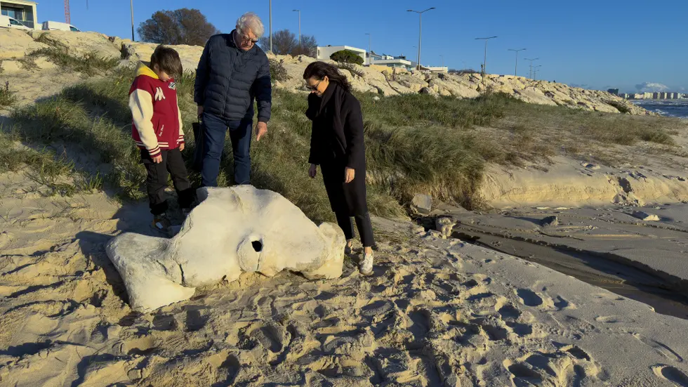 Cientista portuguesa descobre osso de baleia com milhares de anos na Figueira da Foz