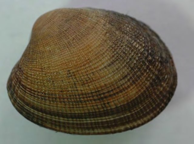 Uma ameaça à biodiversidade