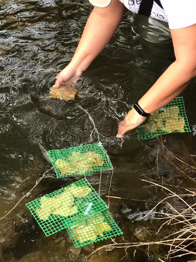 UCoimbra: É preciso investir na Saúde dos rios em Portugal