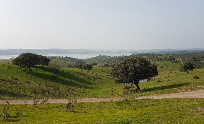 Montado melhora qualidade da água