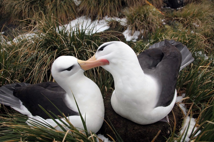 Estudo internacional em que Coimbra participa revela Microplásticos em aves marinhas